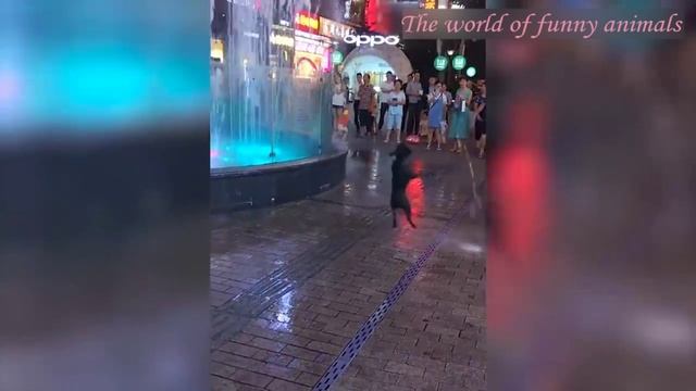 Очумительно смешные кошки и собаки! Подборка приколов с котами и кошками. смотреть онлайн