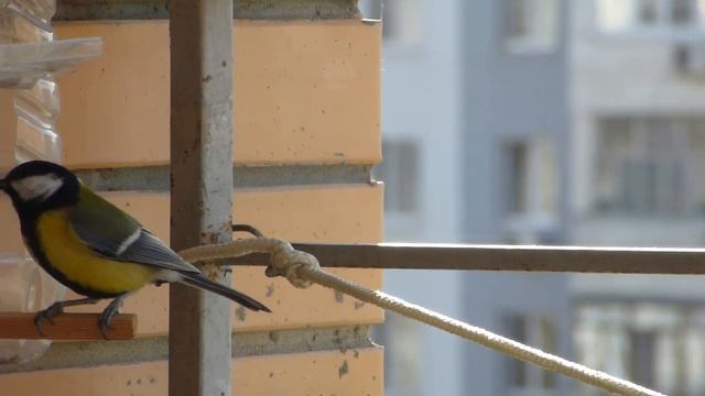 Первый раз прилетела синица смотреть онлайн