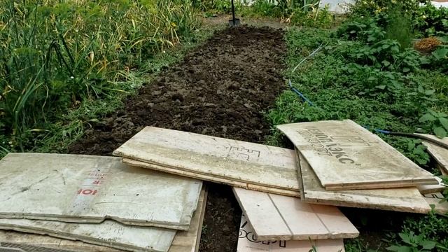 Выбираю червя из буртов.Высадил ежевику сорта Бжезина, Вошито и Небеса смотреть онлайн
