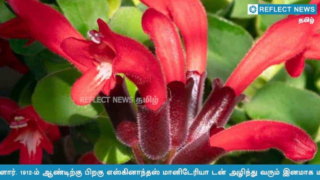 அரியவகை லிப்ஸ்டிக் பூ கண்டுபிடிப்பு | Lipstick Flower News | Mona Lisa Lipstick Plant смотреть онлайн