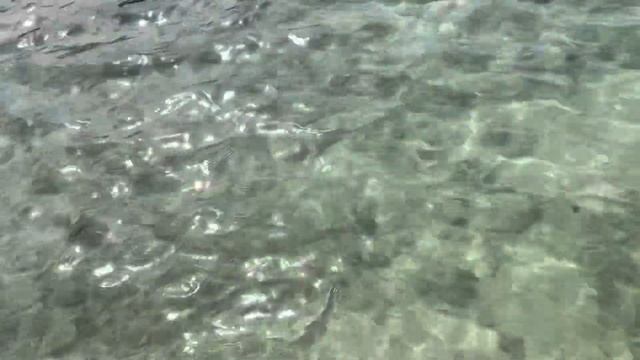 Показываю пляж Три Транг - здесь нет волн и прозрачная вода, в которой плавают рыбки и крабы! смотреть онлайн