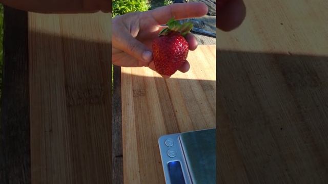 сорт"Прими". ЛПХ"Клубничный салют". rassada-klubniki-zemlyaniki.for.ru смотреть онлайн