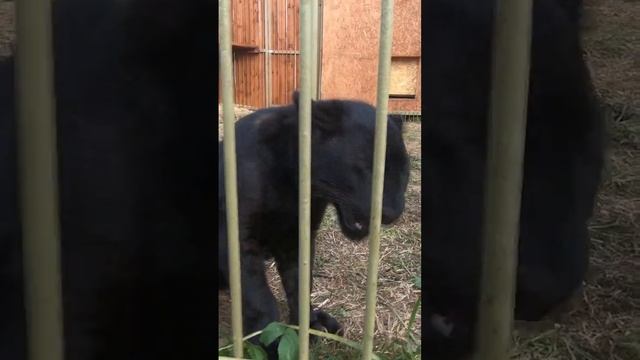 ПУМА - черный ягуар рычит и пытается отнять камеру лапой смотреть онлайн