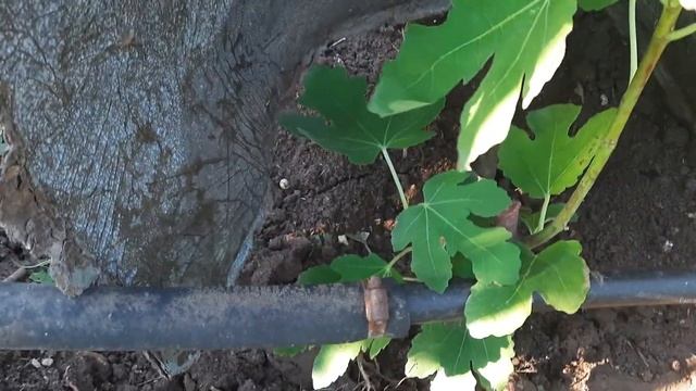 Правильный уход за саженцем инжира Голиаф смотреть онлайн