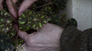 Бегония тигровая.  Размножение и уход за бегонией.