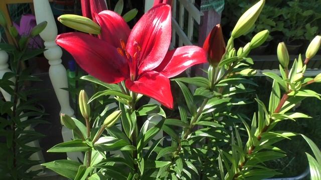 Лилия необыкновенной красоты. Цветение новой лилии смотреть онлайн