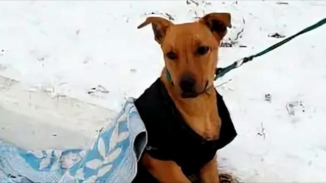 Уборщик нашел в мусорном баке истощенного щенка. Таким образом, от него решили избавиться! смотреть онлайн