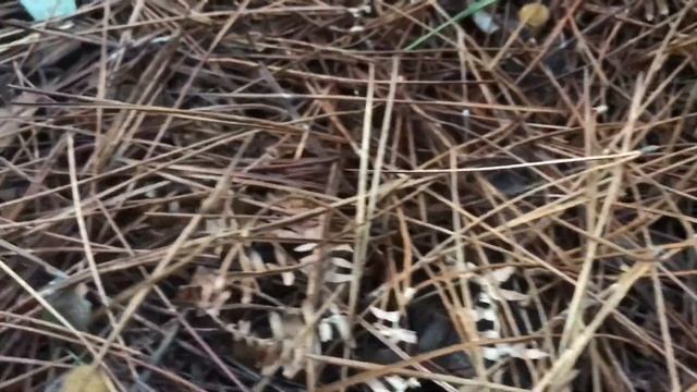 Craterellus Tubaeformis y Craterellus Lutescens (Angulas del monte) 18 Noviembre 2017 смотреть онлайн