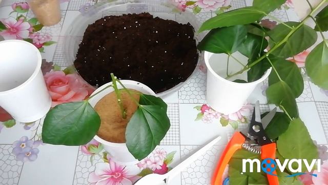 Черенкование Гибискуса Комнатного./Размножение гибискуса комнатного./Сажаю черенки гибискуса. смотреть онлайн