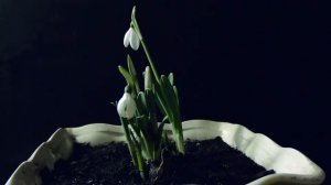 Рост подснежников (ускоренно в 3000 раз)