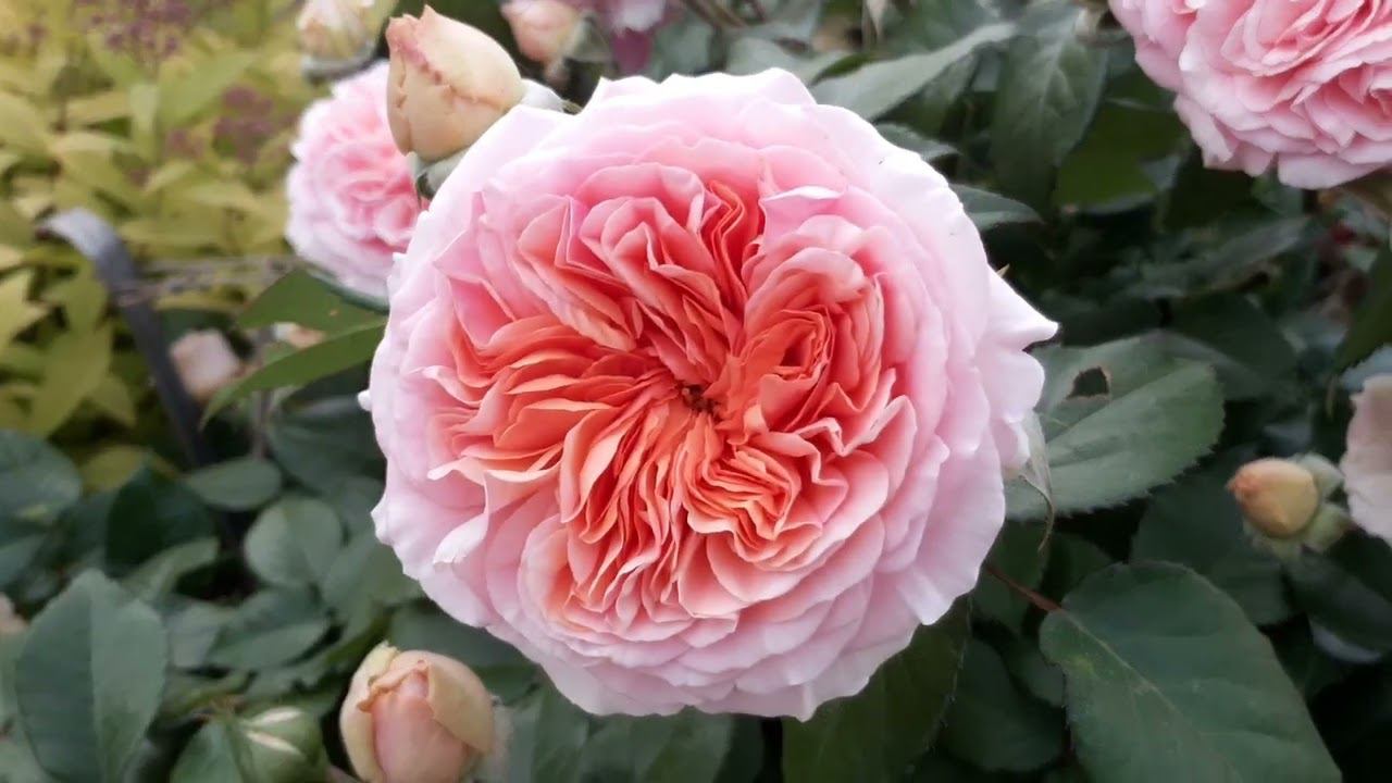 5 июня 2022 Чиппендейл смотреть онлайн