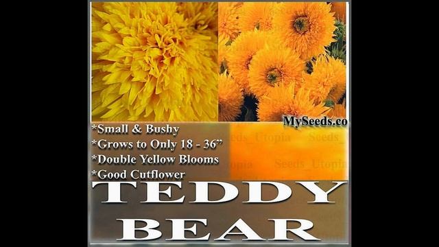TEDDY BEAR Sunflower Seeds, Helianthus annuus FLOWER SEEDS on www.MySeeds.Co смотреть онлайн