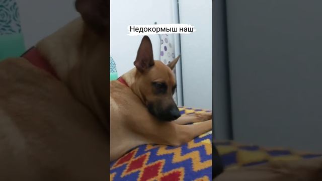#хвостики #любимки #собака #юмор #humor #шутки #смех #dog #жиза смотреть онлайн