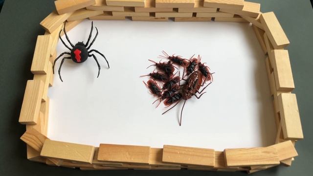 Zuru Robo Alive.Robotic Crawling Spider And Cockroach.Insects Toys смотреть онлайн