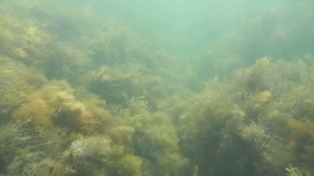 Погружение на 2 метра с Nikon AW100 смотреть онлайн