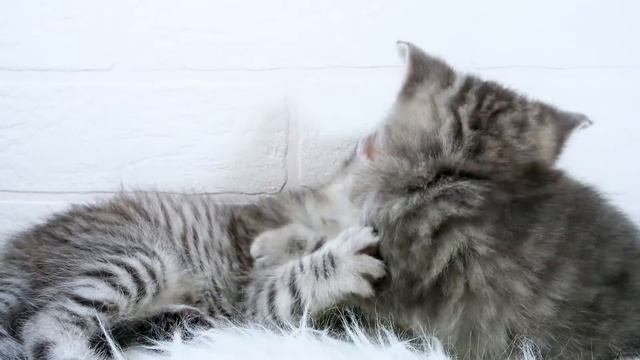 Шотладские котята. Вискас котята. Scottish kittens. Whiskas kittens. смотреть онлайн