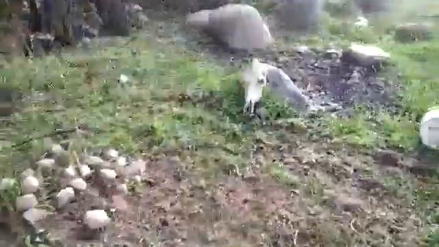 ЛОБЕШНИК..... старичок матадор. смотреть онлайн
