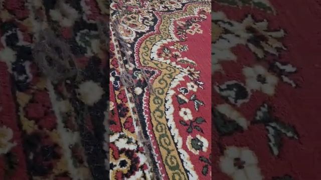 Вычёсывание шерсти с ковра. Пылевыбивание. Чистка ковра. смотреть онлайн