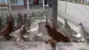 голуби таджикистан  город вахдат