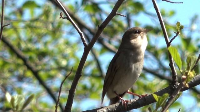Соловей поёт голос соловья / чарующее пение Восточного соловья музыка природы смотреть онлайн