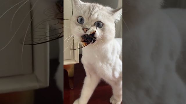 музыкальный подарок смотреть онлайн