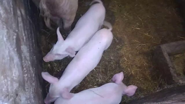 Подстриг копыта козам!Милка обживается! смотреть онлайн