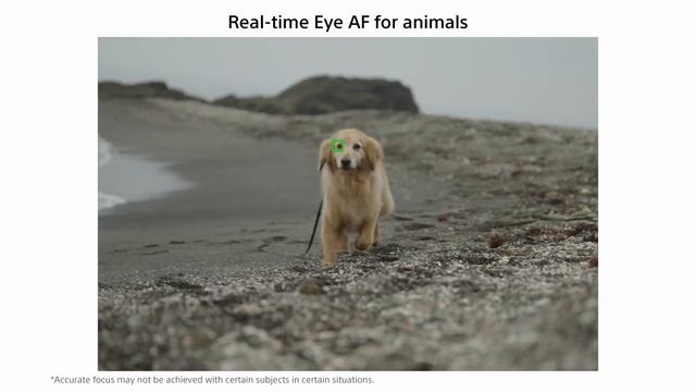 Sony A74 Review And Comparison | Sony A74 Vs Sony A73 Vs Sony A7S3 In Hindi