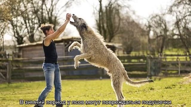 Ирландский волкодав: характеристика породы смотреть онлайн