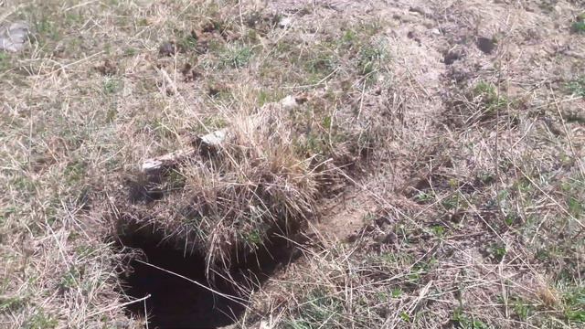 РАЗРЫТЫЙ КУРГАН около села Катанда... Поваленный балбал...(Республика Алтай, Горный Алтай) смотреть онлайн