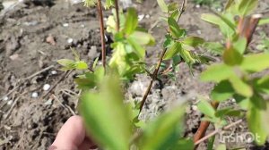 Жимолость Аврора цветёт. Начало апреля. Краснодарский край???