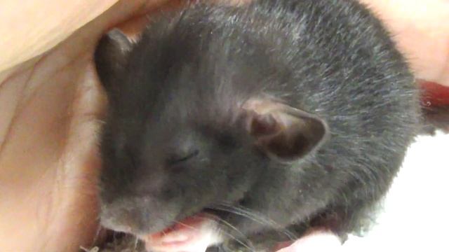 КРЫСЯТА ДАМБО ? ПЕРВЫЙ МЕСЯЦ ЖИЗНИ ???? смотреть онлайн