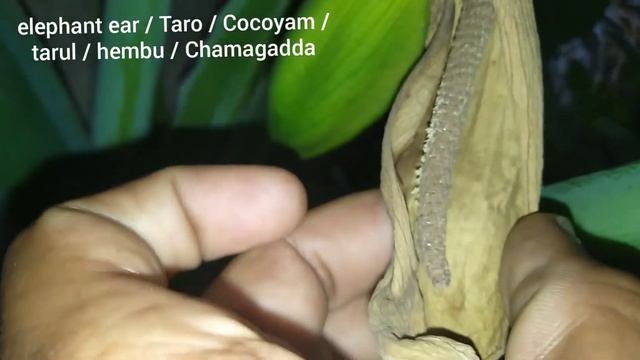 Elephant Ear Plants Seed Pod смотреть онлайн