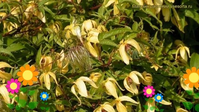 Клематис восточный. Краткий обзор, описание характеристик, где купить Clematis Orientalis