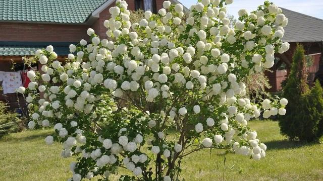 Выбираем красивые, неприхотливые, эффектные кустарники! 9 цветущих кустарников для сада! смотреть онлайн