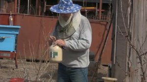 Подкормка пчел соевой мукой после облета