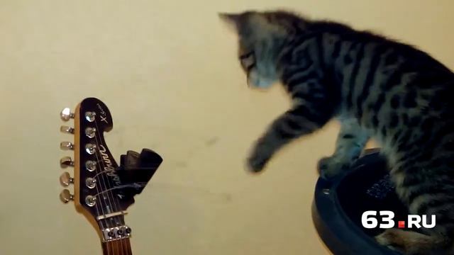 Кот выдал соло на гитаре смотреть онлайн