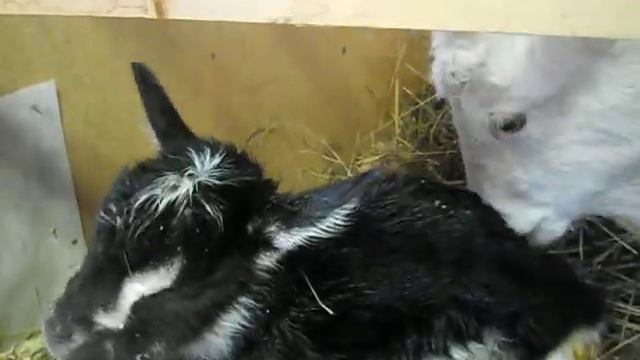 Козочка смотреть онлайн