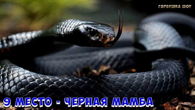 КАКОЙ ТЫ ХИЩНИК В ДУШЕ. Невероятный тест расскажет о вас правду. БОНУС Топ 10 самых опасных хищнико смотреть онлайн