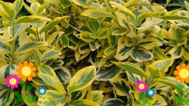 Бересклет форчуна Эмеральд Голд. Краткий обзор, описание euonymus fortunei Emerald'n Gold смотреть онлайн