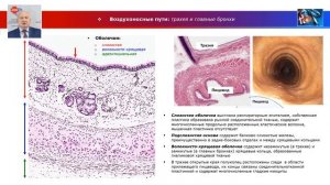 Частная гистология - лекция "Дыхательная система"