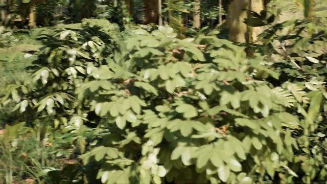 The The Elder Scrolls 6 Forests We Really Want In 2025! (UE5 Real Time Demo) смотреть онлайн