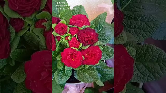 Примула Беларина Валентина Belarina Valentine #примулабеларина #примула#primrose #belarina#беларин смотреть онлайн