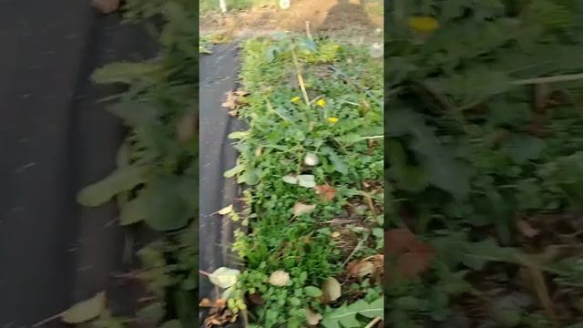 яблоня Руж Розе. осень 2020 смотреть онлайн