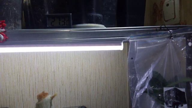 60.ПРОБУЖДЕНИЕ ПОЧЕК - ВСЕ ДРУЖНО ОТКЛИКНУЛИСЬ НА ОЧЕРЕДНУЮ ОБРЕЗКУ СПУСТЯ 1,5 НЕДЕЛИ!ПОЛИВ И ОБЗОР смотреть онлайн