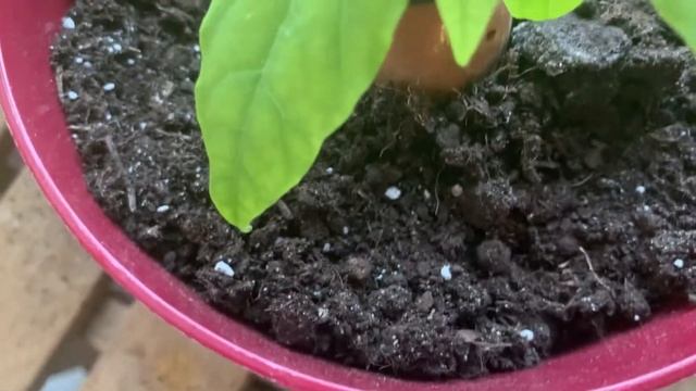 Дача на балконе 2021_6 / NEmouse смотреть онлайн