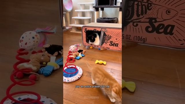Kitty Soap Opera: Chapter 54... The Sass Mouth, Alcoholic, Catnip Dealer, and Pentecostal Kitties. смотреть онлайн