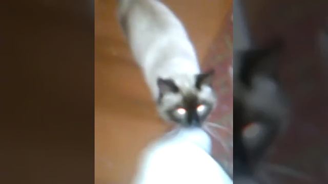 Мой кот съел таблетку валерьянку. смотреть онлайн