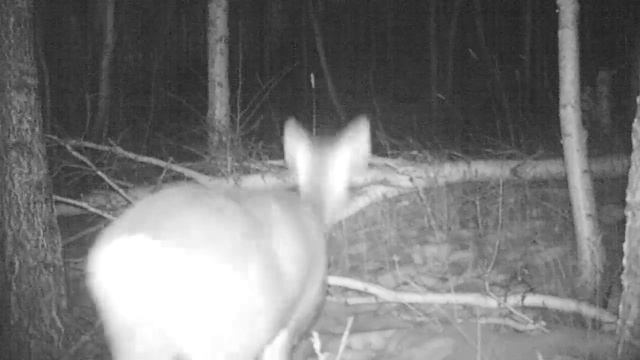 Сибирская косуля на отдыхе от хищника смотреть онлайн