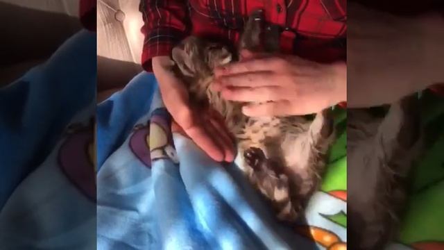 В нашем питомнике родились ласклвые котята сервалы! смотреть онлайн