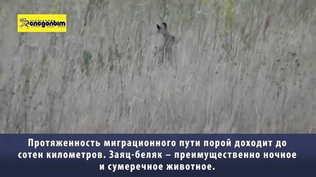 Заячья жизнь смотреть онлайн